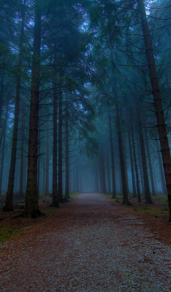 Хвойный лес