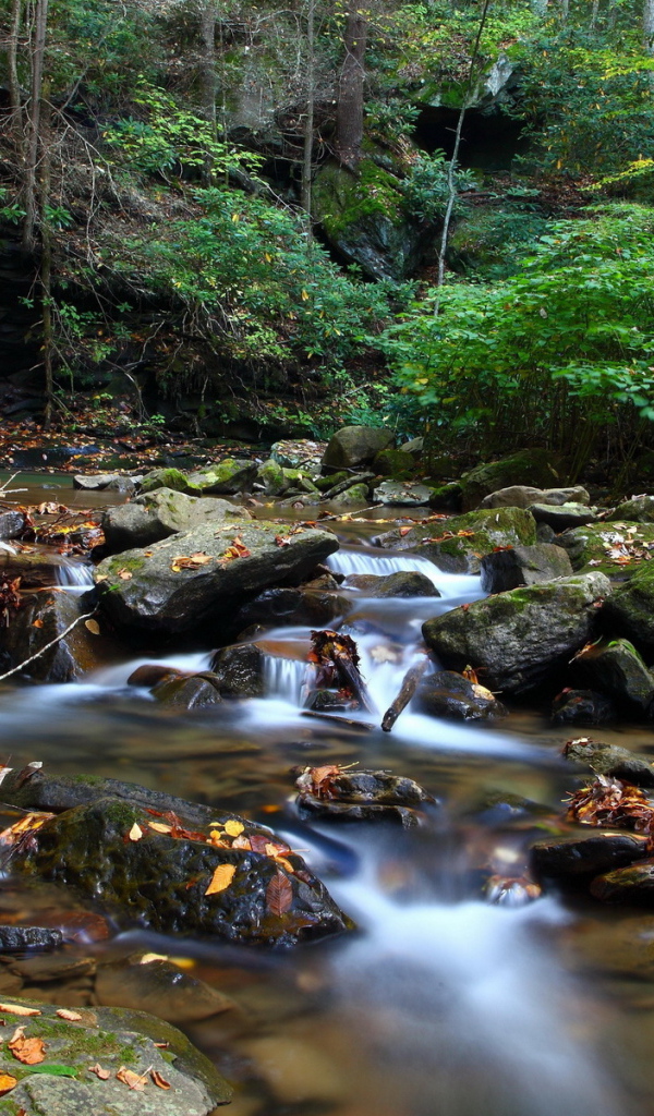 Ручей в чаще леса