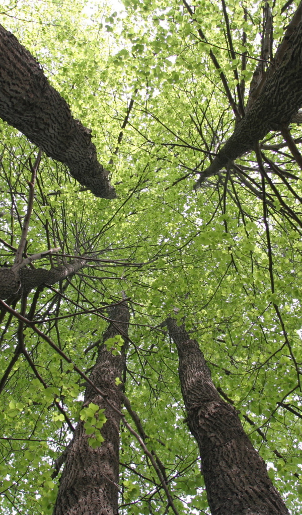 Кроны деревьев