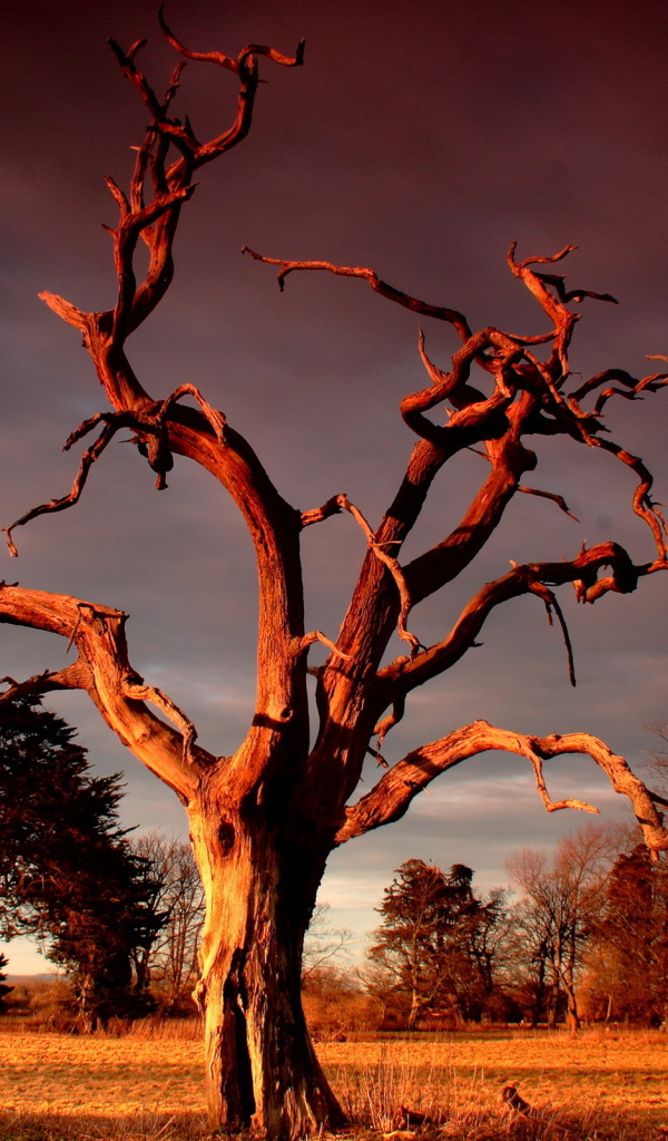 Сухое дерево