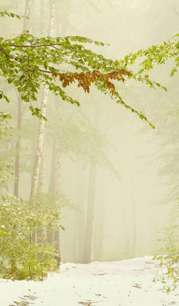 Ранний снег