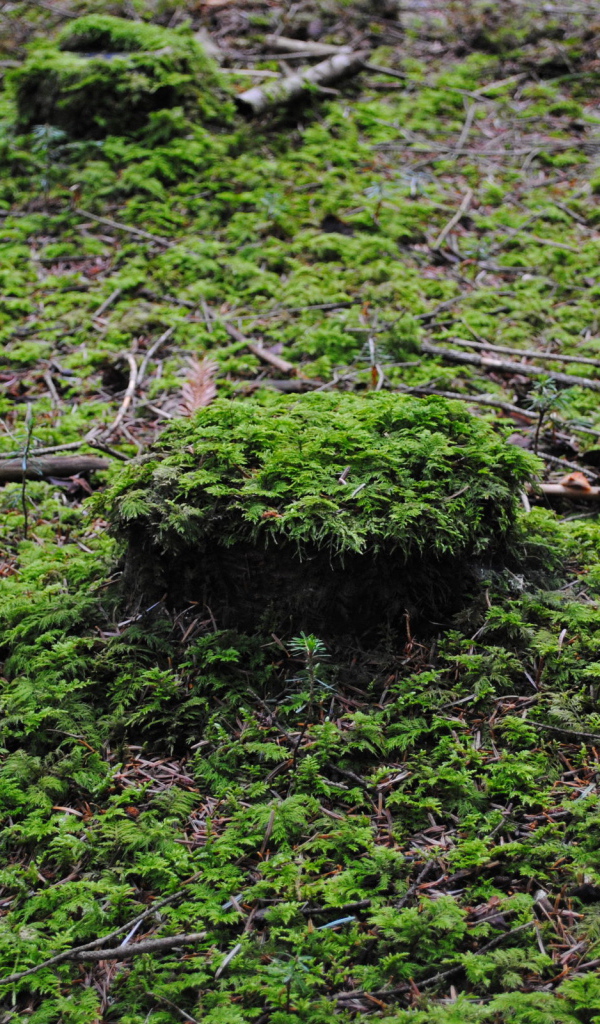 Лесной покров