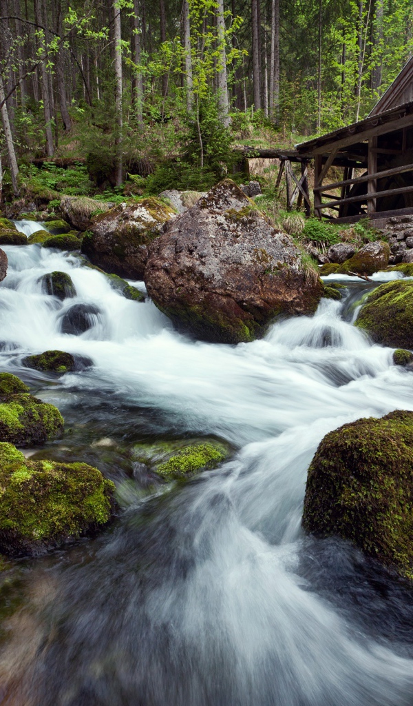 Лесная река фото