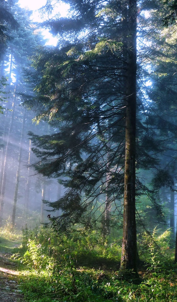 Лесная дорожка