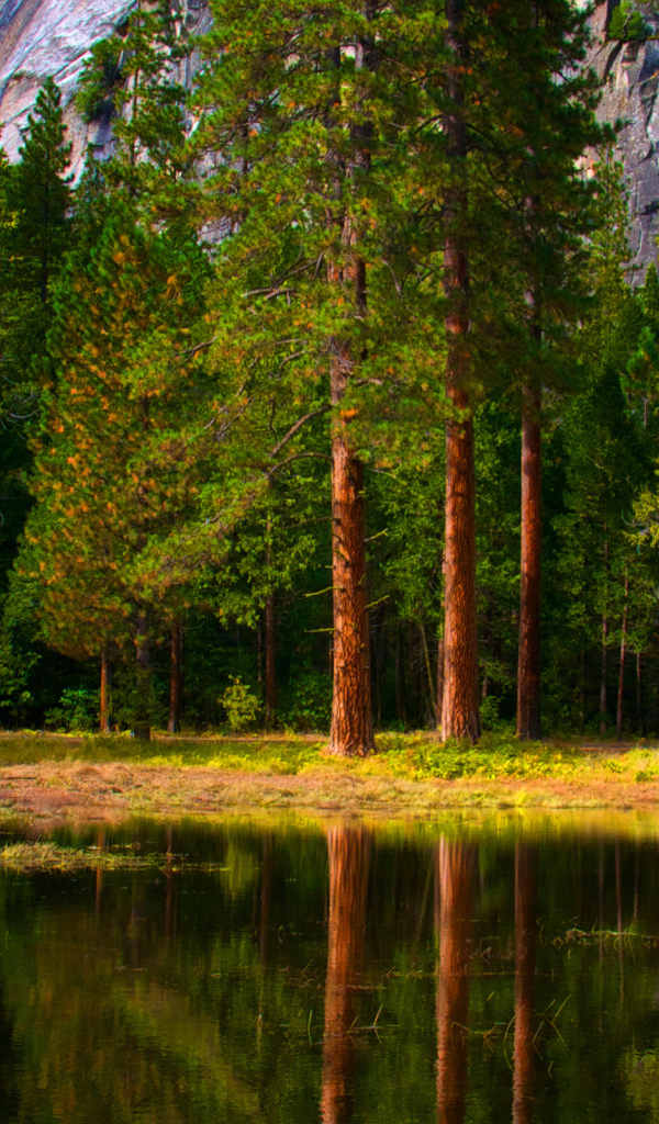 Зеленый лес