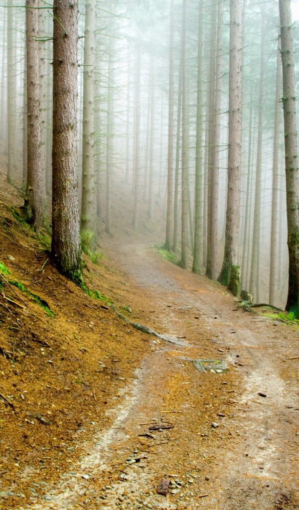 В сосновом лесу