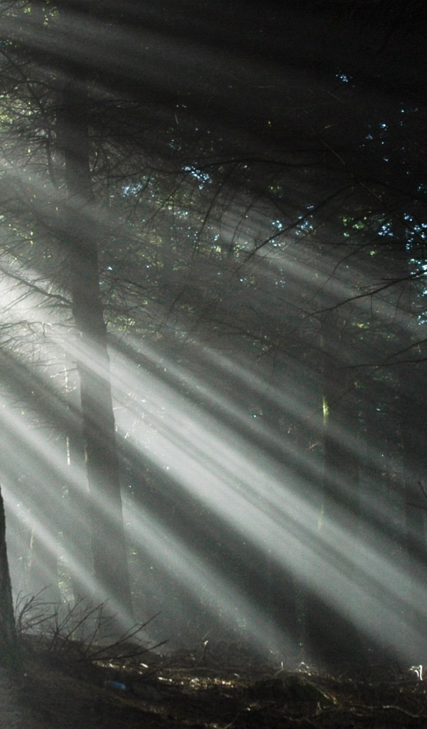 Свет через деревья