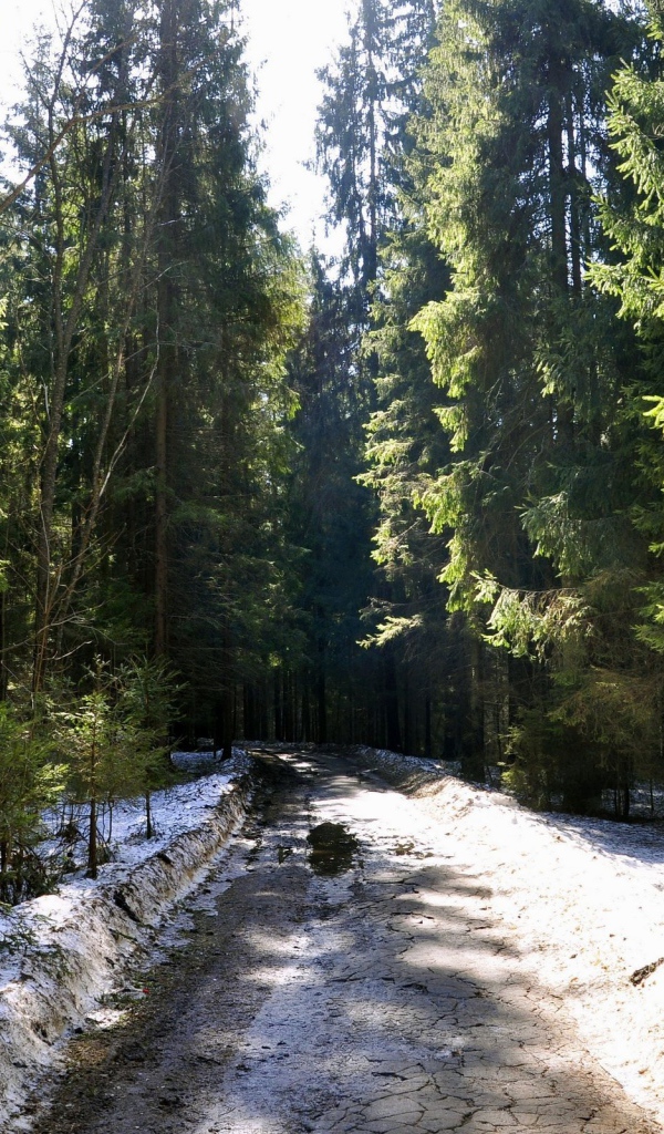 Мартовский лес