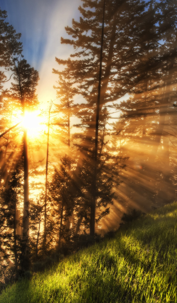 Утренний лес