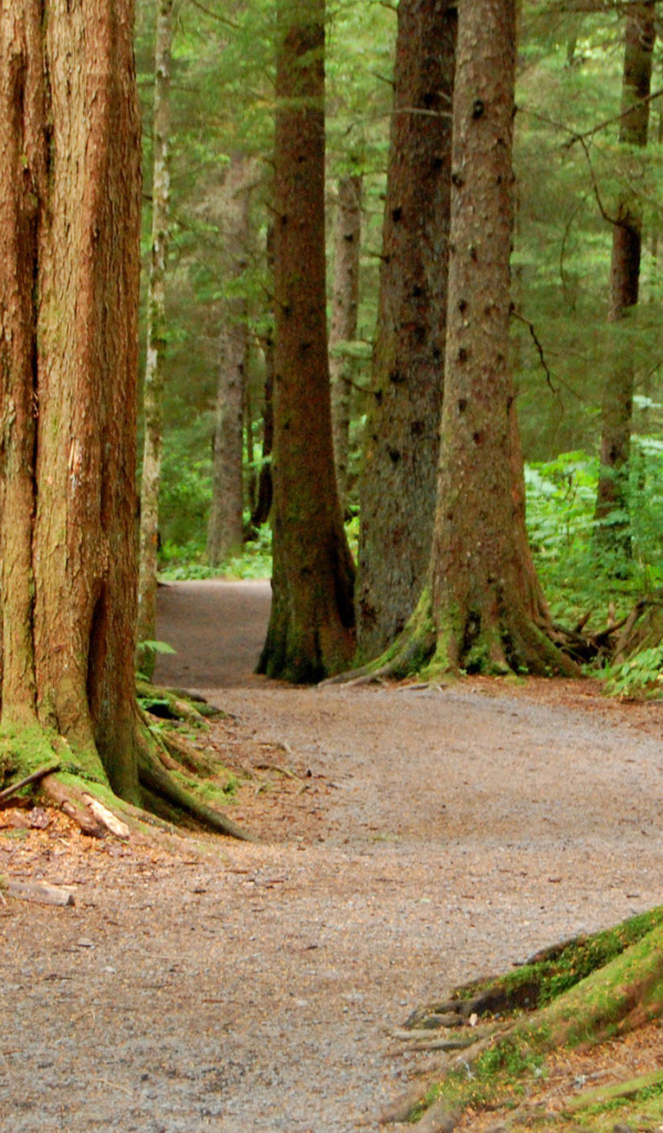 Национальный Лес