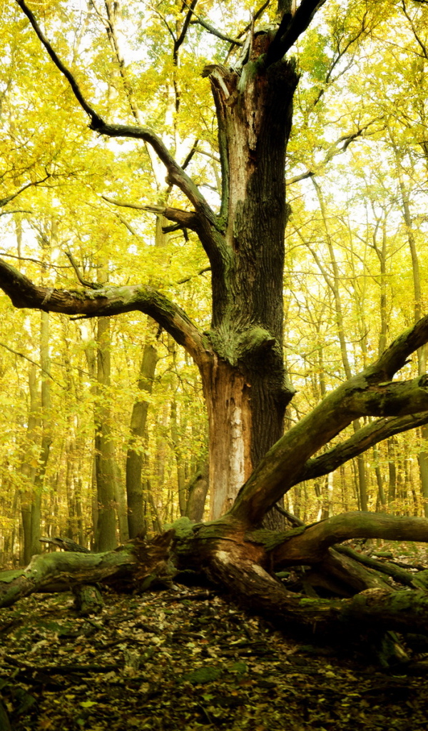 Старое дерево