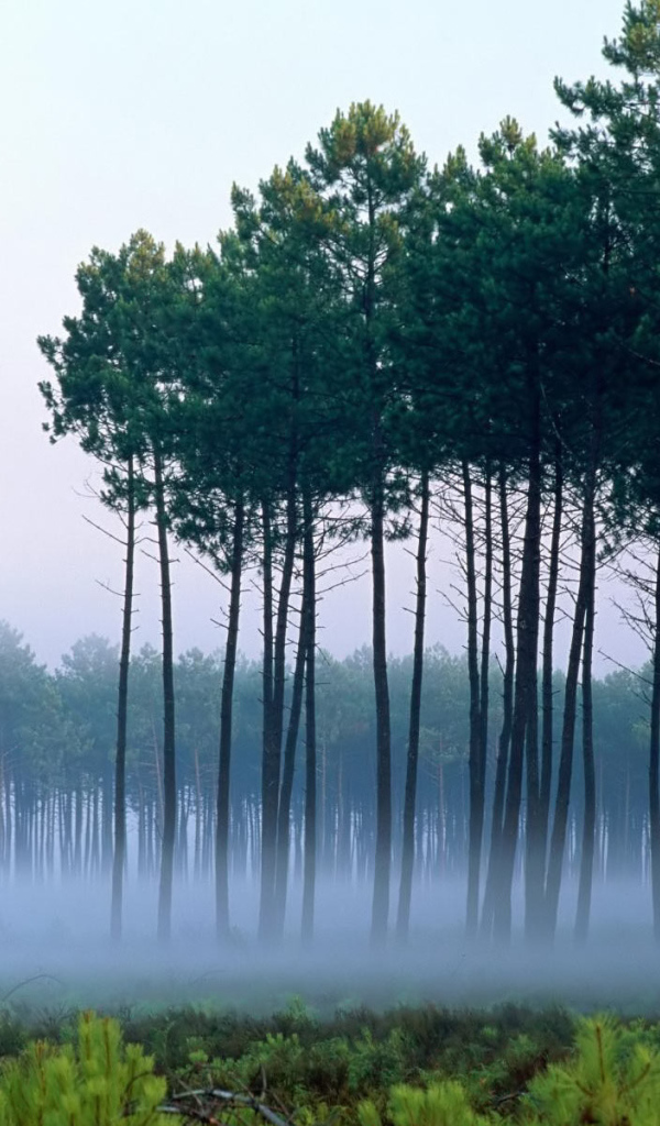 Сосны среди тумана