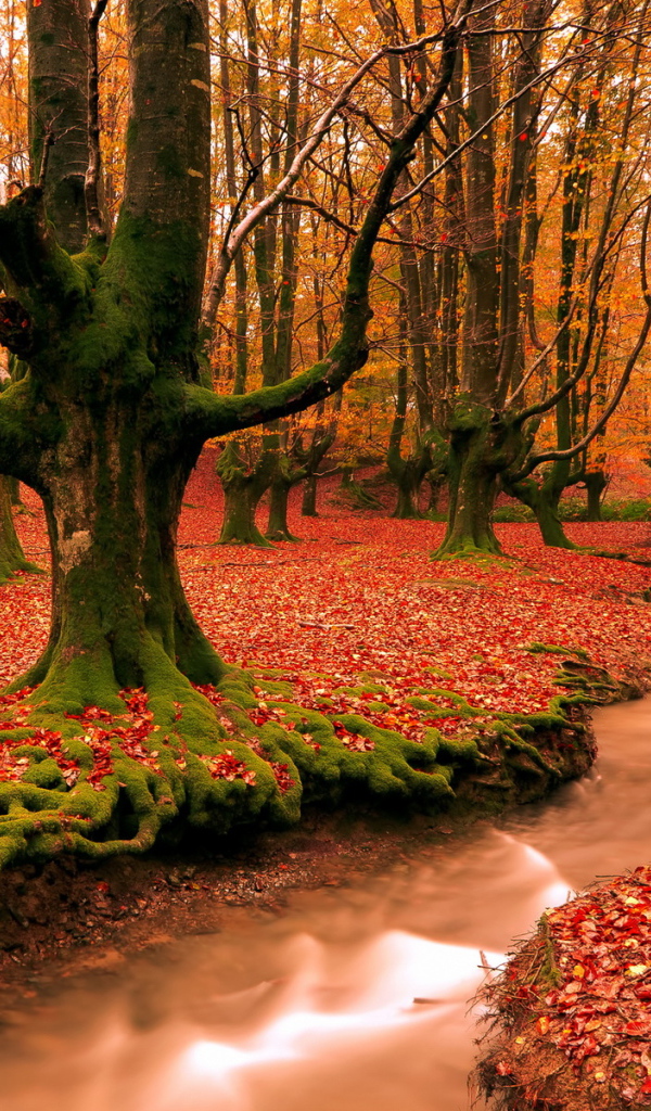 Красный лес