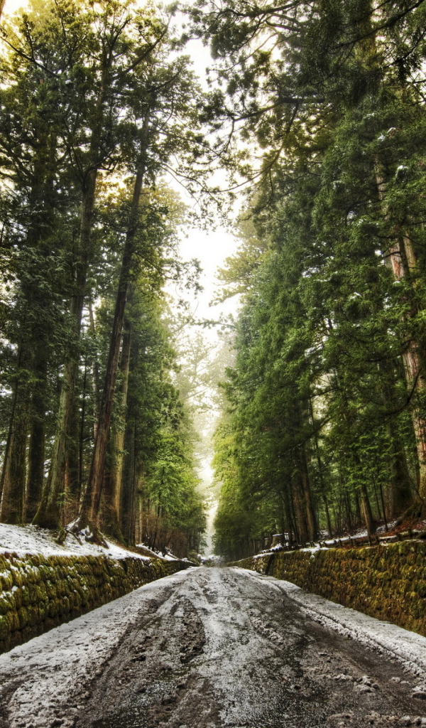 Дорога в лесу