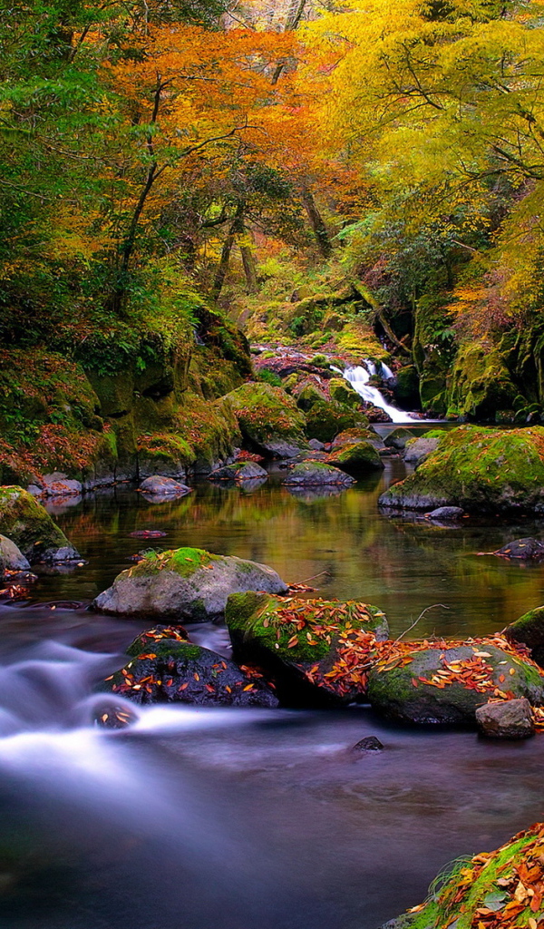 Ручей в лесу