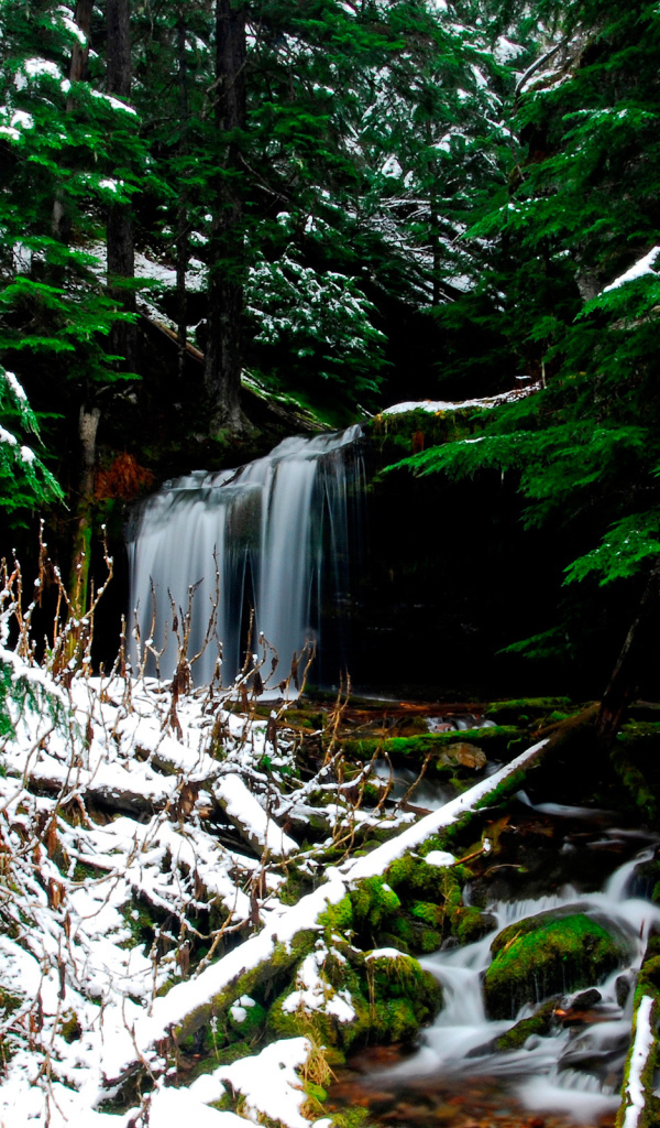 Ручей в лесу