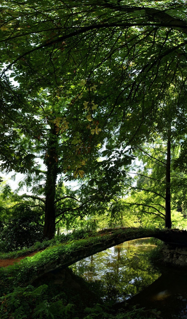 Лето Отдых в лесу