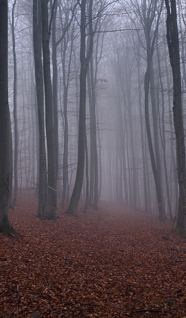 Опавшие листья