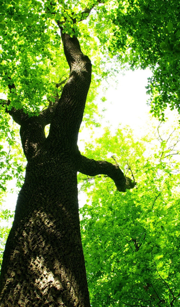 Царство зелени