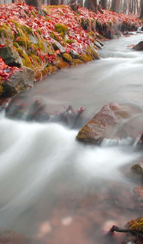 Лесная река