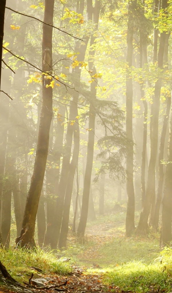 Тропа в лучах солнца
