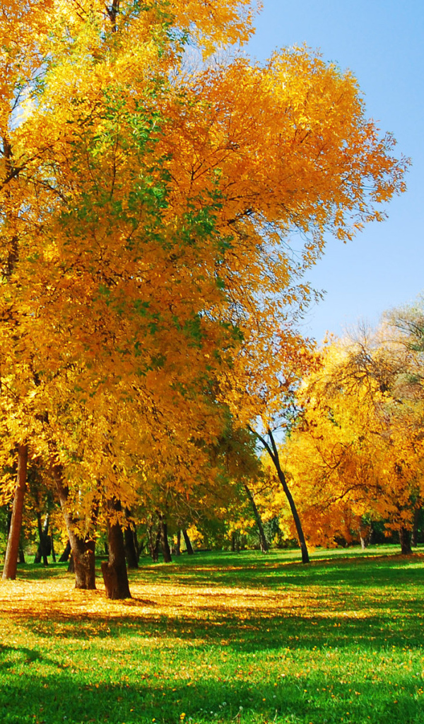 Пожелтевшие деревья