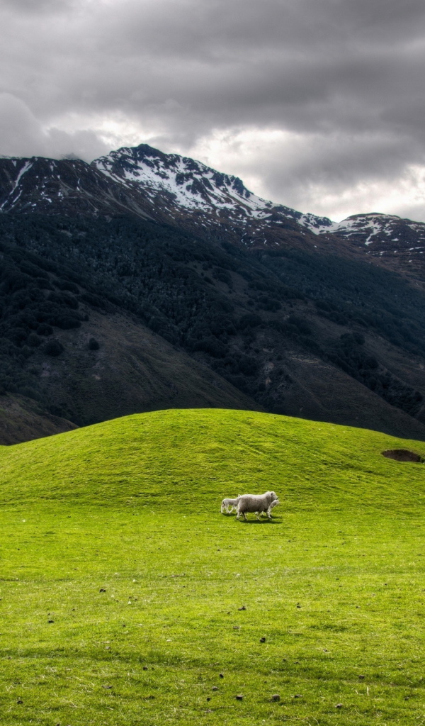 Высокогорное пастбище