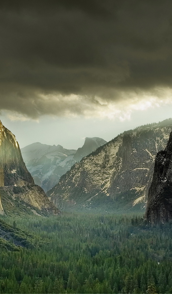 Лес у подножия гор