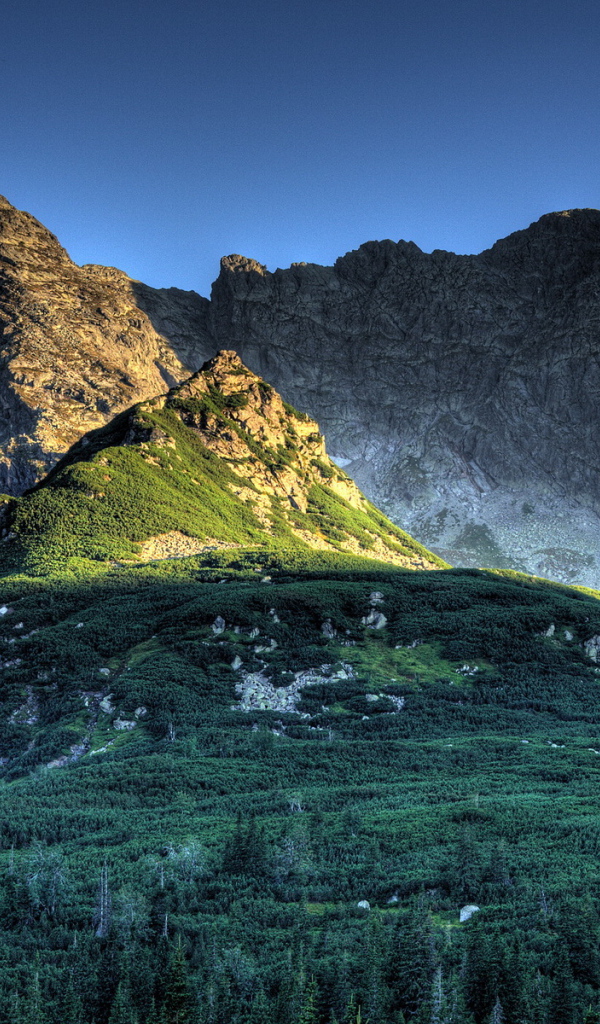 Лес в горах