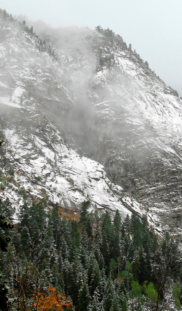 Лес на горных склонах