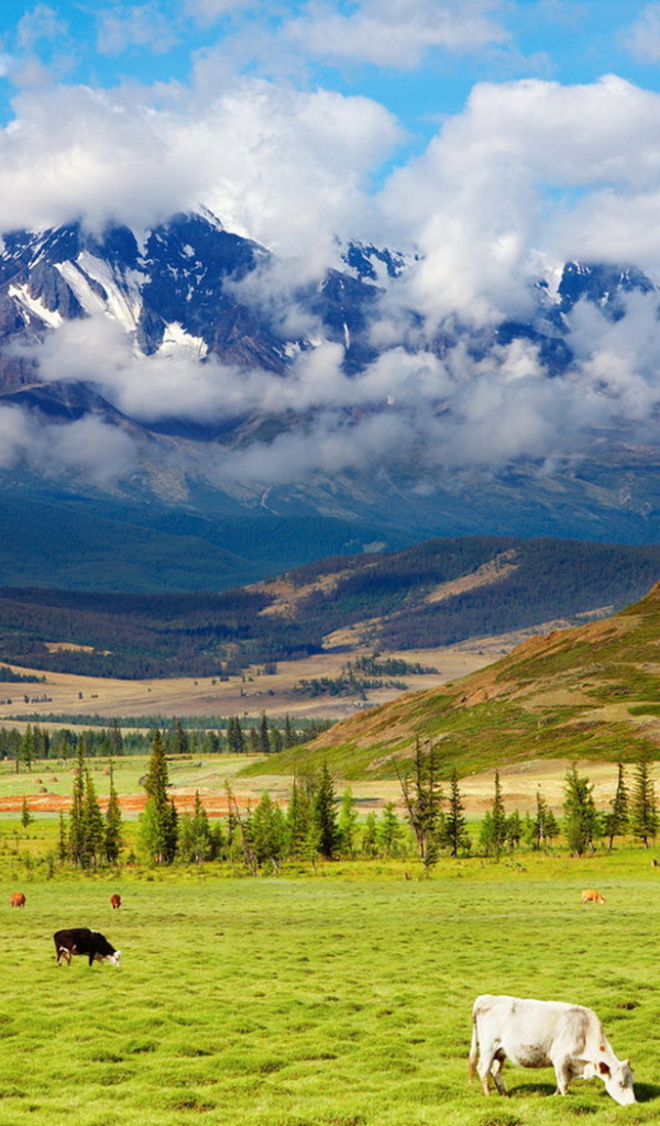 Пастбище у подножия