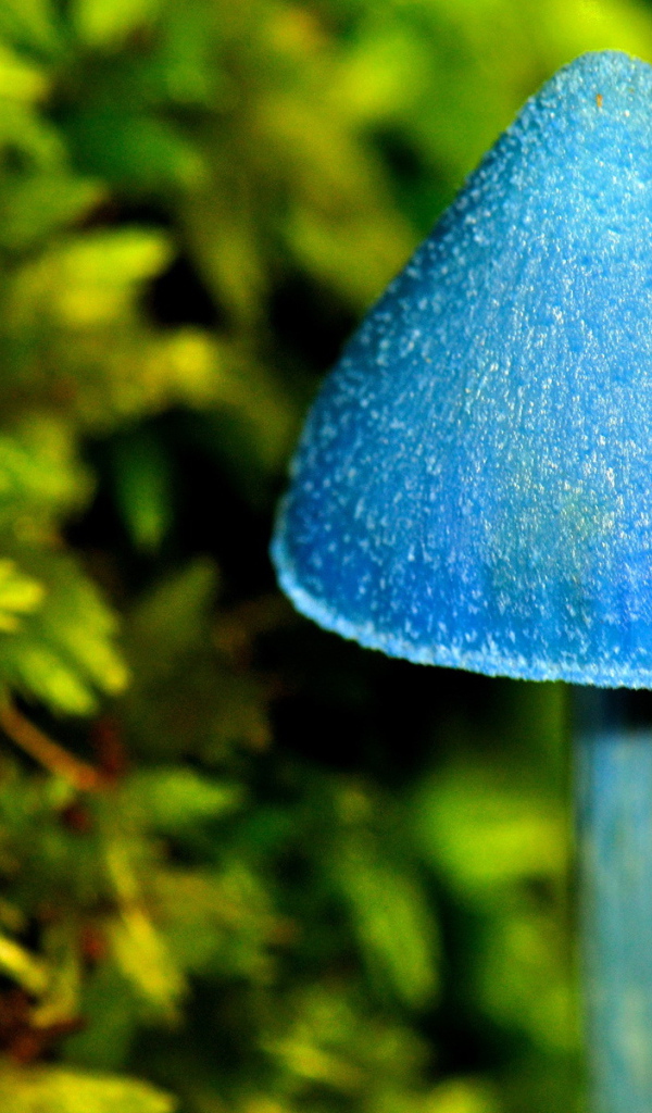 Синий грибочек