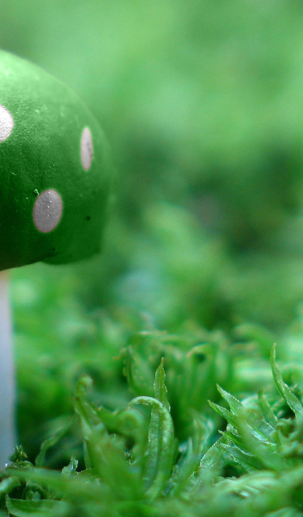 Зеленый мухомор