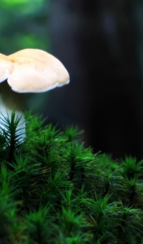 Одинокий гриб