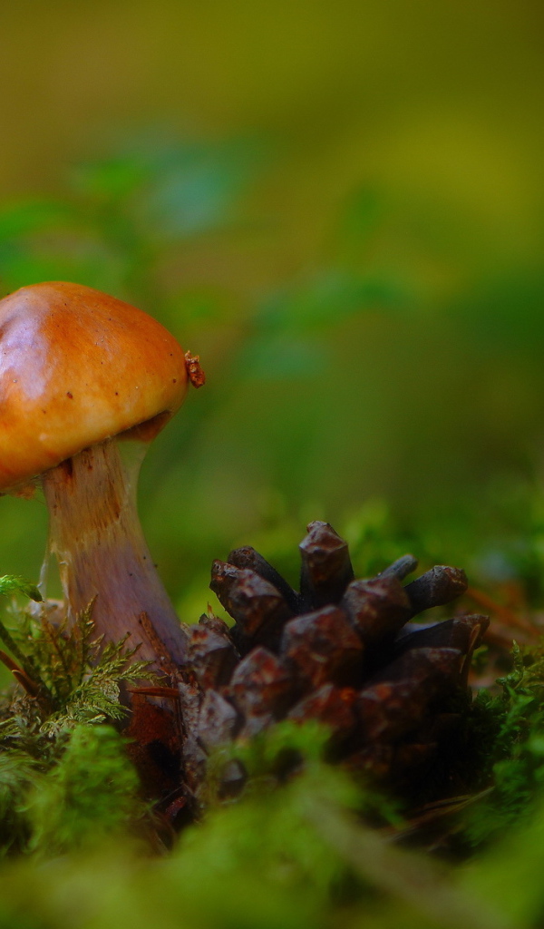 Гриб и шишка