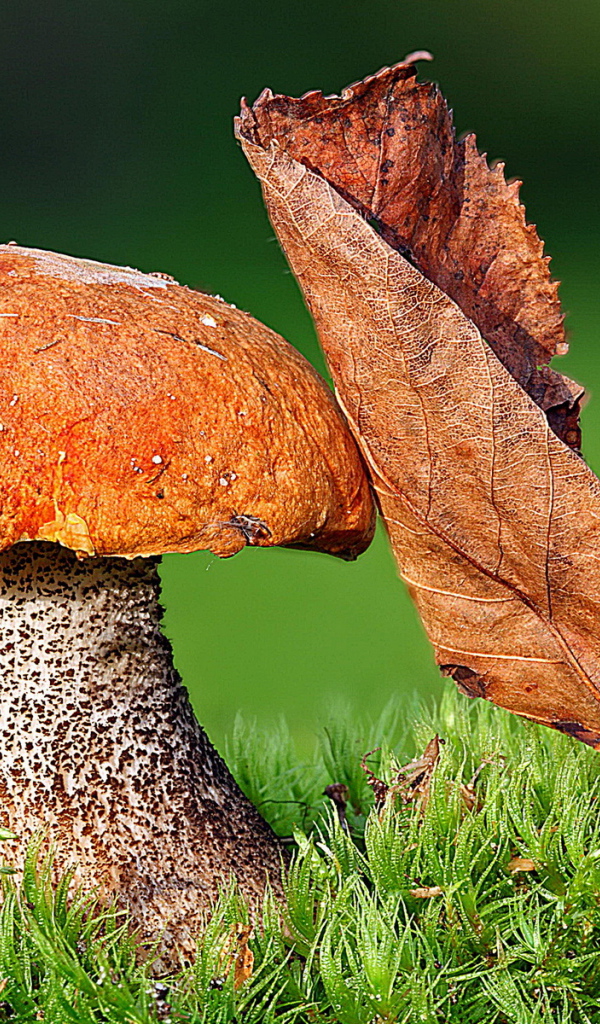 Подосиновик