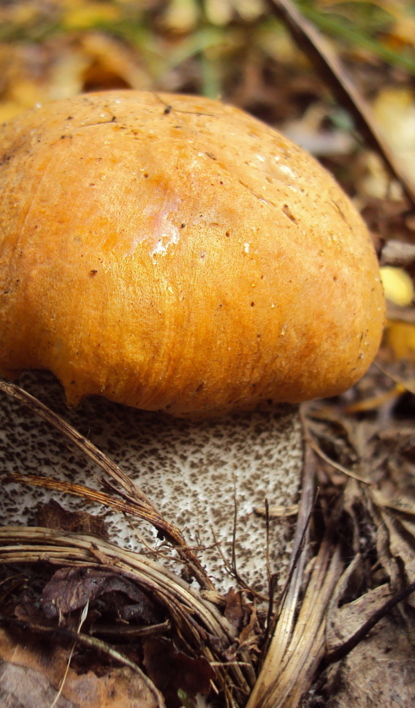 Подосиновик