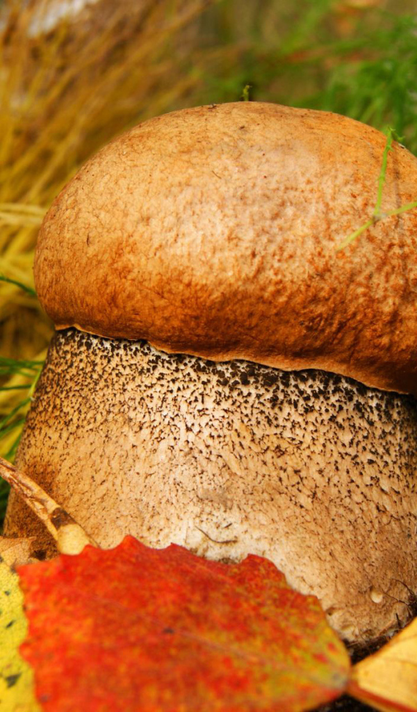 Толстенький грибочек