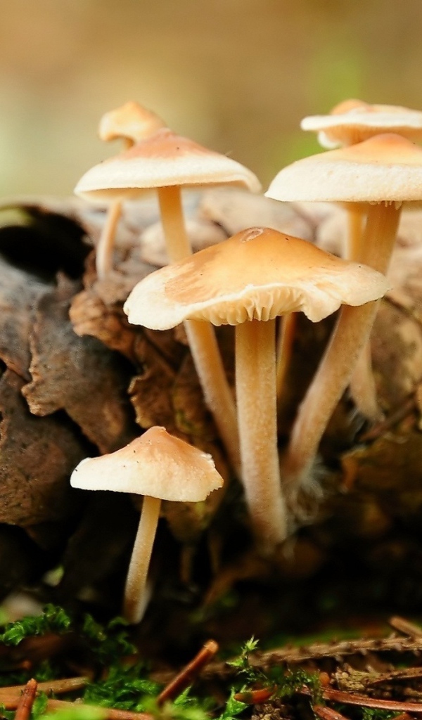 Опята на шишке