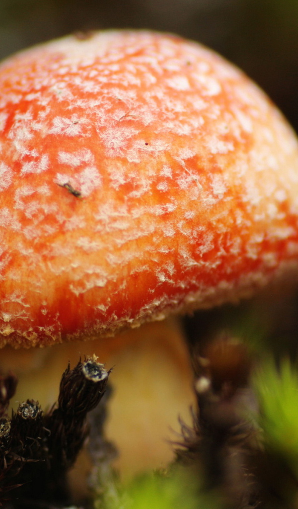 Маленький мухомор