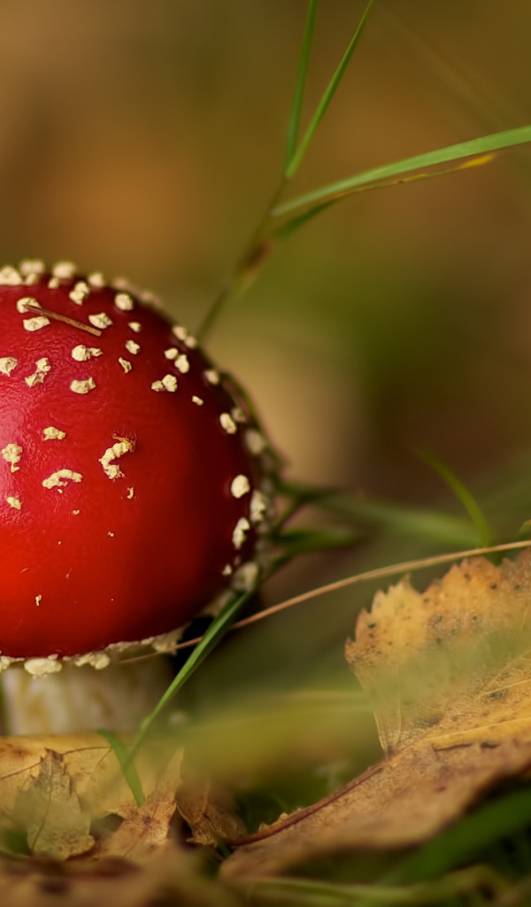 Маленький мухомор