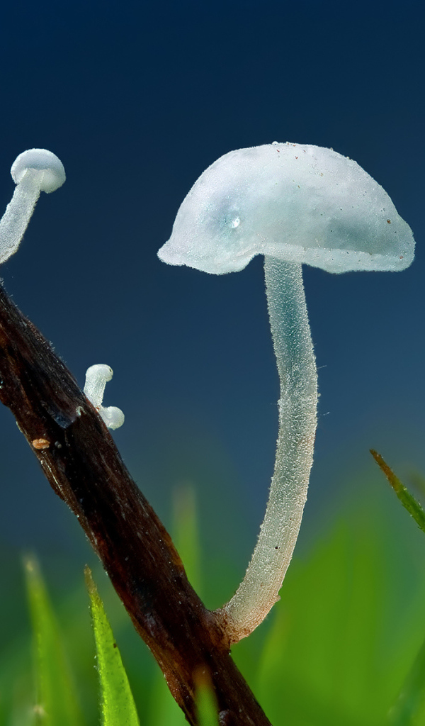 Прозрачные грибочки