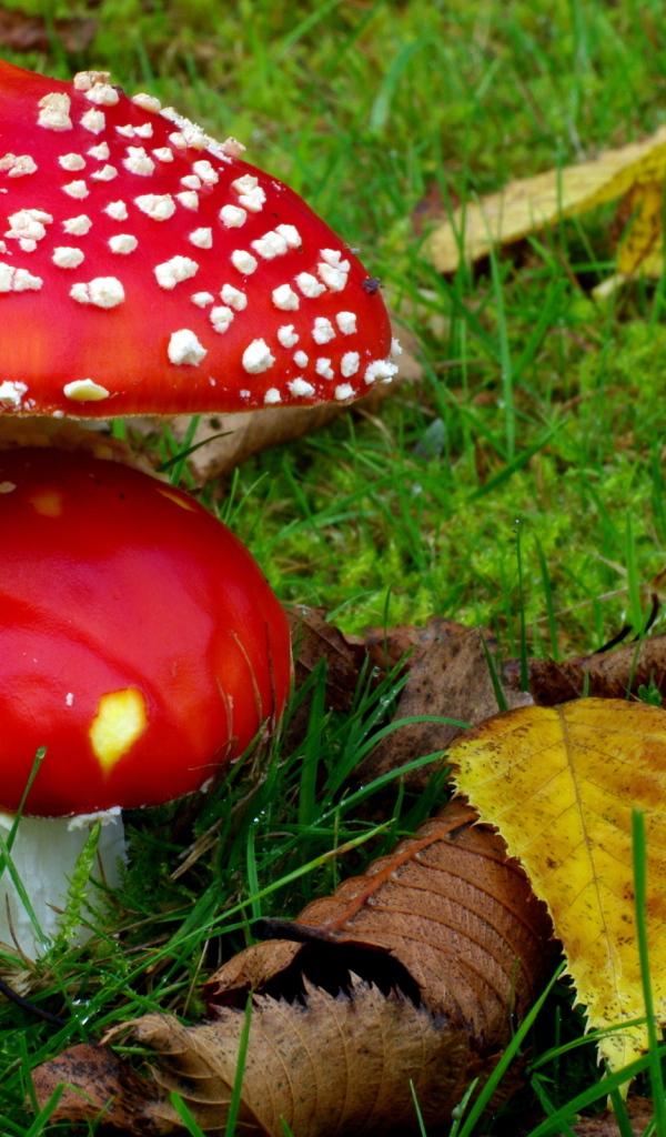 Два мухамора