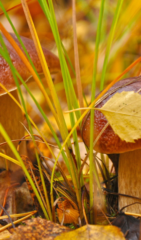 Белые грибы