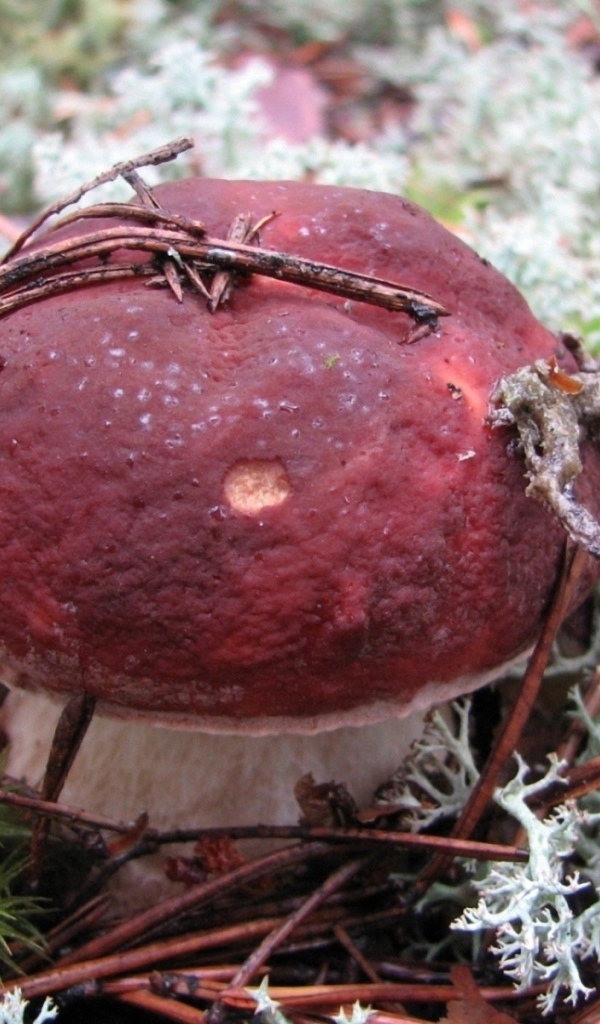 гриб Боровик