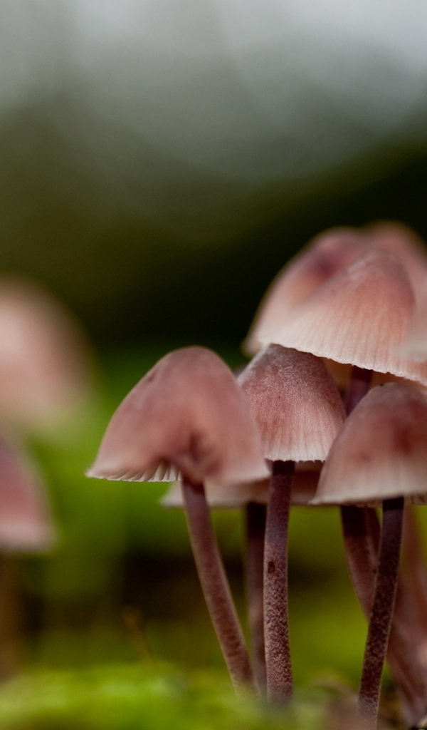 грибница Поганок