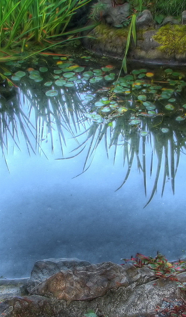 Среди камышей