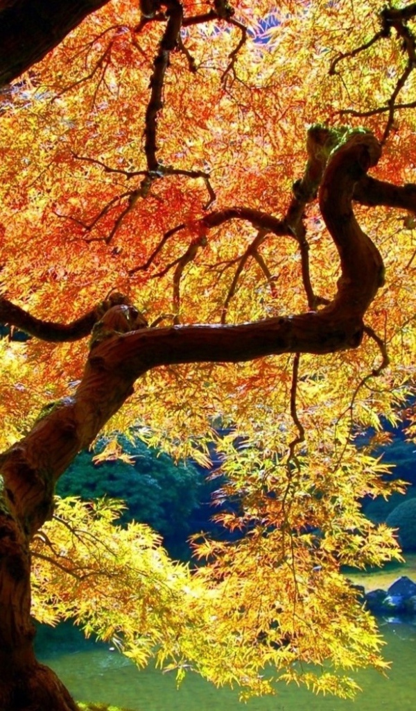 Осеннее дерево