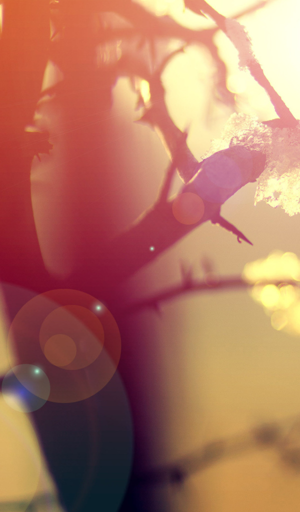 Ветки в бликах солнца