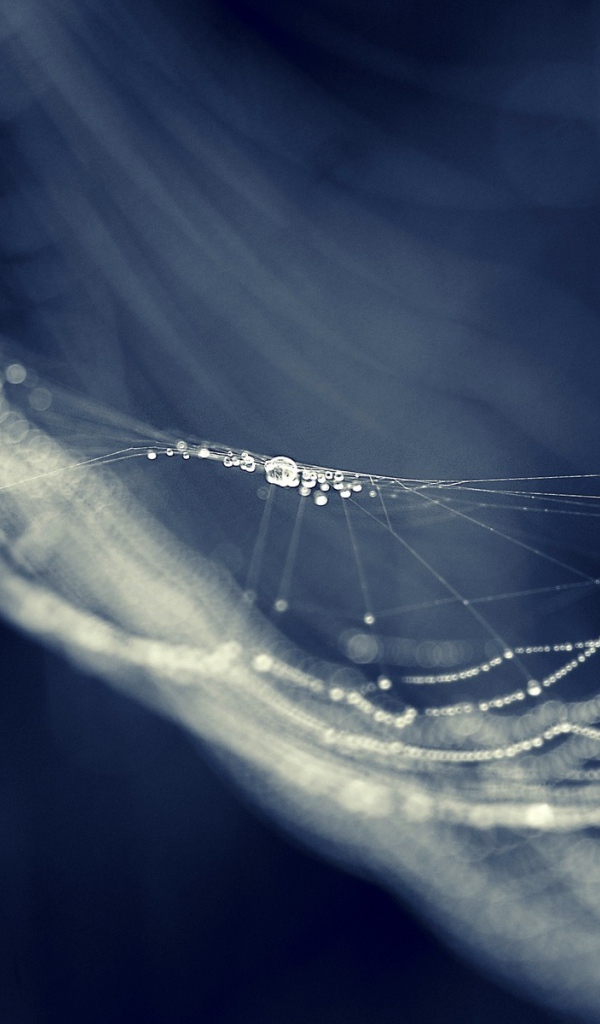 Капли на паутине